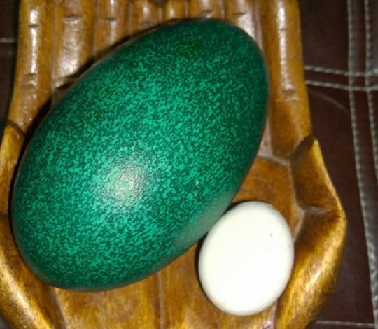 Страус подарил Иркутску зелёное яйцо