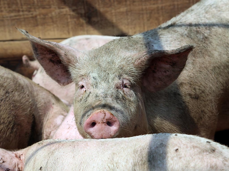 Около 40 свиней погибли под Иркутском из-за вируса африканской чумы