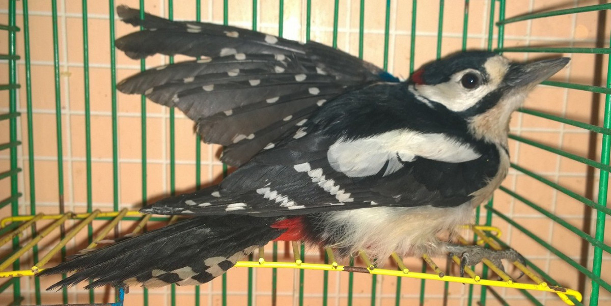 Большого пёстрого дятла со сложным переломом крыла привезли в Иркутскую зоогалерею