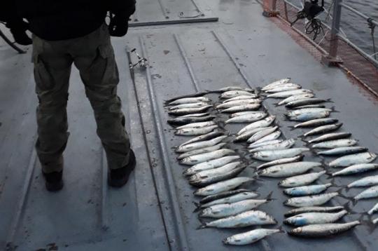 Сотрудники Росгвардии изъяли более 100 рыб у рыбаков из-за запрета на вылов омуля