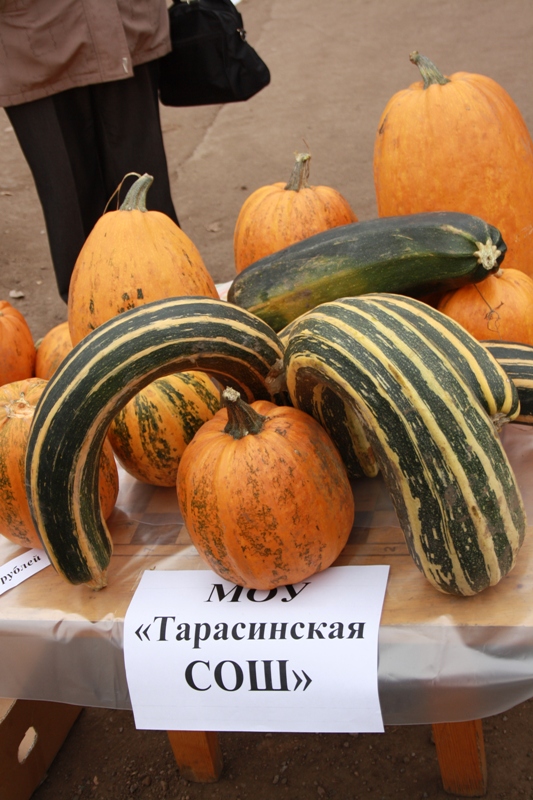Для садоводов и огородников проведут мастер-классы в Иркутске