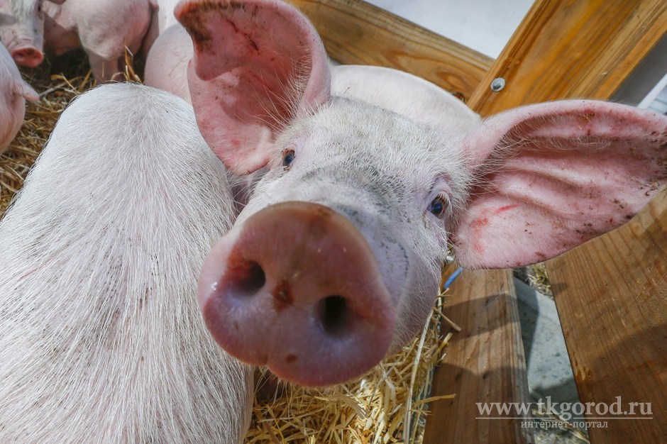 Более тысячи свиней изъяли у жителей Иркутского района