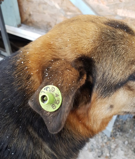 В Иркутске снова ощенилась стерилизованная собака