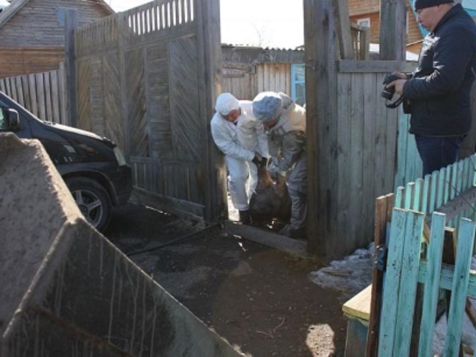Вспышка африканской чумы свиней в Иркутской области стала первой за Уралом
