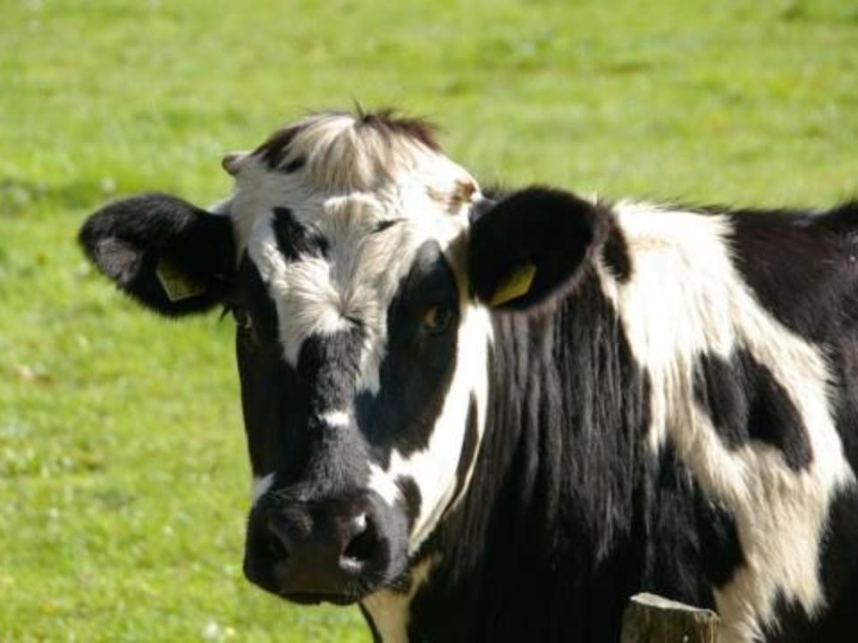 Новая порода коров «Сибирячка» получила регистрацию в Иркутской области