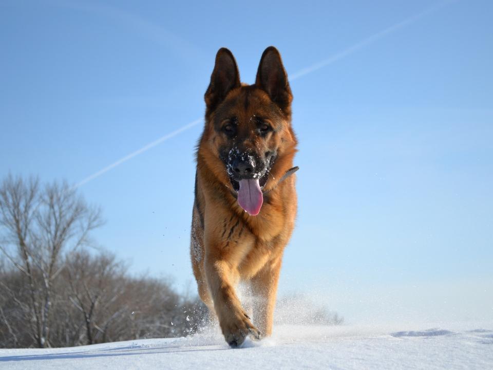 В Ангарске служебная собака помогла по горячим следам задержать грабителей