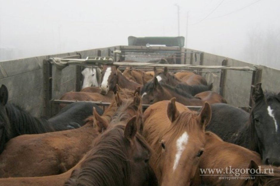 На федеральной трассе «Байкал» перевернулся грузовик, перевозивший около 30-ти лошадей