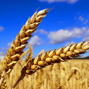 Иркутская область намерена экспортировать пшеницу в Китай