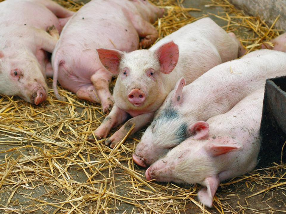 В Приангарье сняты связанные с африканской чумой свиней ограничения