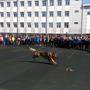 Зоозащитники в Иркутске организовали для детей открытые уроки по взаимодействию с собаками