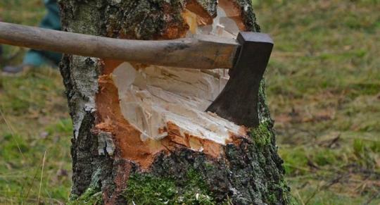Ущерб от незаконных рубок леса в Приангарье составил 6 миллиардов рублей