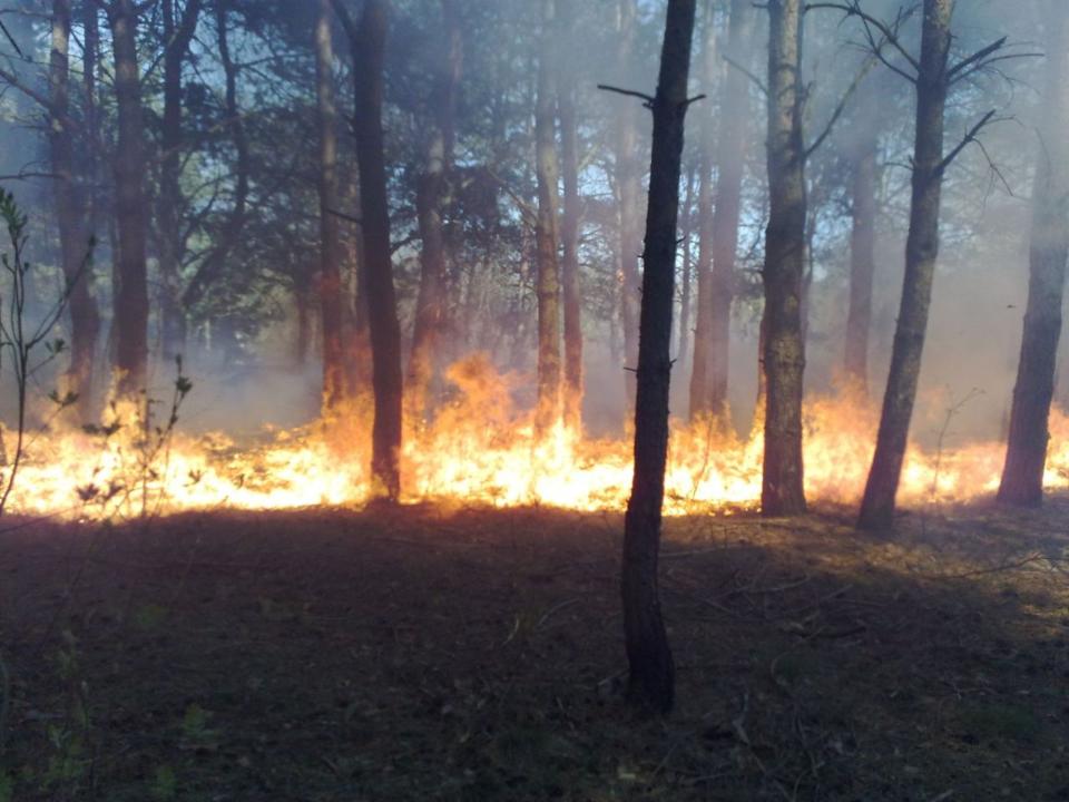 В Приангарье за сутки ликвидировали 12 лесных пожаров