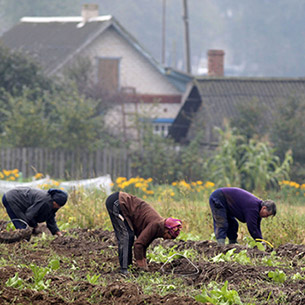 Жители Прибайкалья почти на треть сократили общие посадки картофеля в регионе