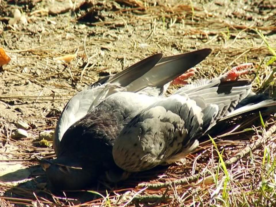 У погибшего в Иркутске голубя обнаружили опасное для птиц и людей заболевание