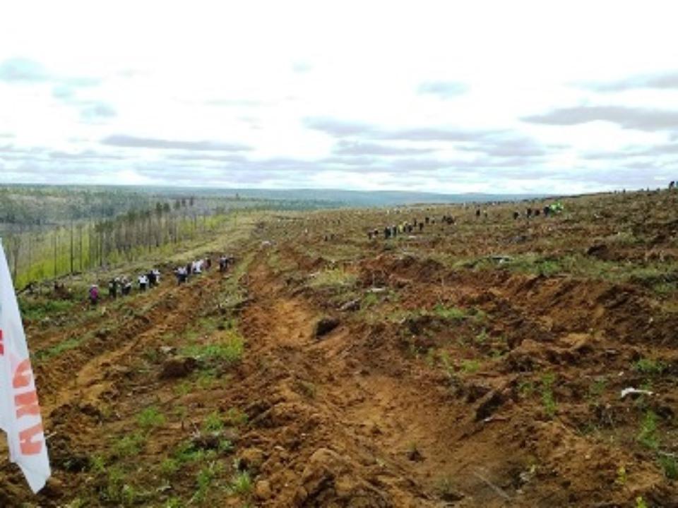 Во Всероссийский день посадки леса в Приангарье высадили около 80 тысяч саженцев сосны