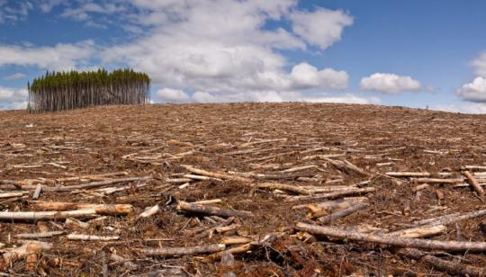 Выгода на ценностях: государственное уничтожение байкальского леса