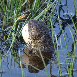 Ученые Прибайкалья впервые запечатлели на видео поведение монгольской жабы в брачный период