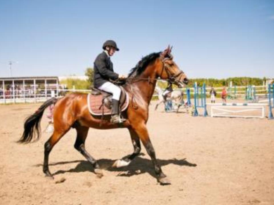 Ирина Синцова приняла участие в открытии Всероссийской спартакиады специальной олимпиады по конному спорту в Грановщине