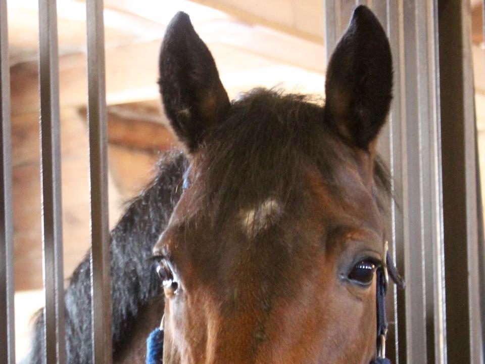Сегодня в Грановщине пройдет закрытие Специальной Олимпиады по конному спорту