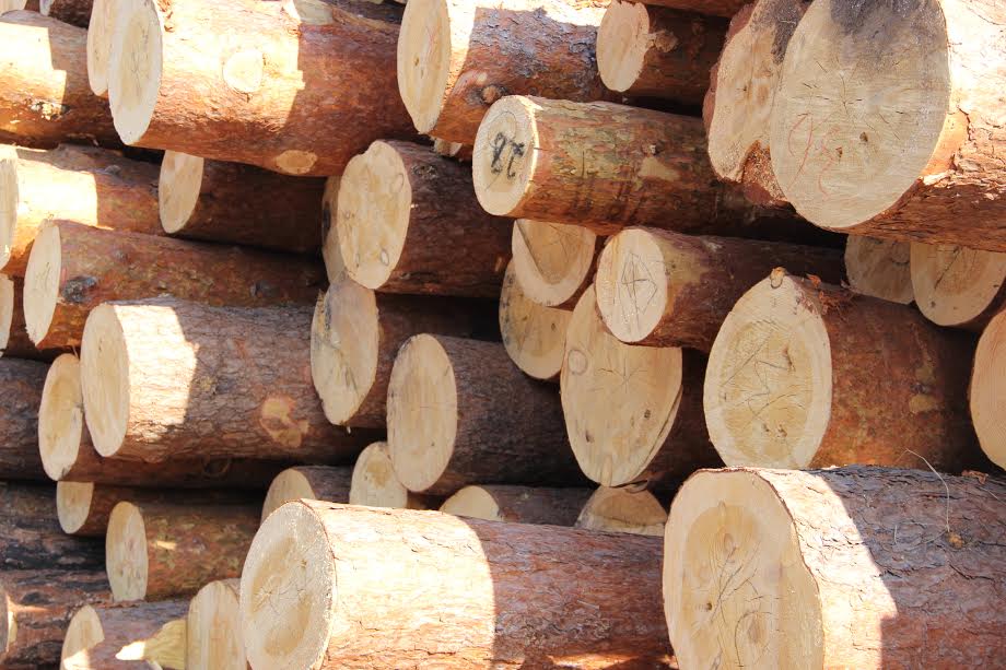 Таможня Иркутска выявила незаконный вывоз леса в Китай стоимостью 22,7 млн рублей