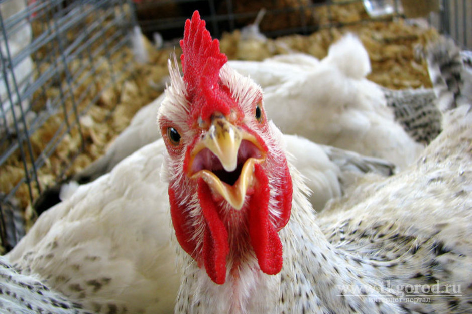 При внеплановой проверке Ангарской птицефабрики в продукции был выявлен возбудитель сальмонеллёза