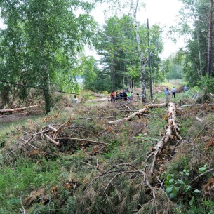 В Ангарске защитник городских лесов привлечен к ответственности за незаконную рубку деревьев