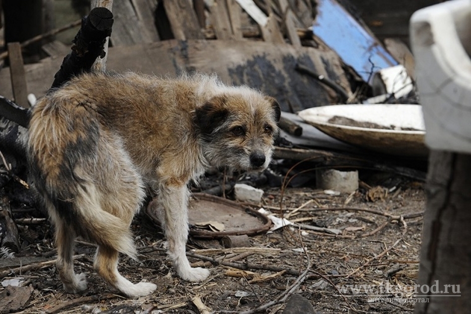 Догхантеры расправились с собаками в приюте для животных в Бодайбо