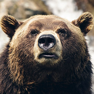 Медведь убил человека в Усть-Илимском районе