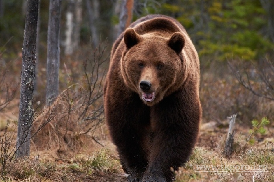 В Усть-Илимском районе медведь задрал пенсионера