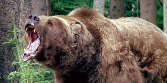 В Усть-Илимском районе медведь задрал пенсионера-ягодника
