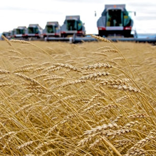 Рекордный урожай зерна намерены собрать в Иркутской области в 2018 году