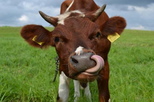 Жительницу Приангарья обманули при покупке в интернете коровы