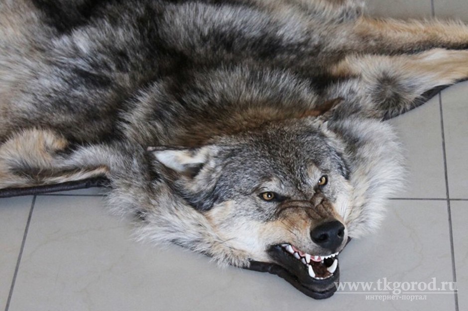 В Иркутской области охотникам начали выплачивать премии за добычу волка в 20 тысяч рублей