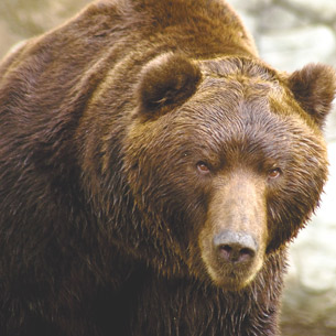 Задравший под Иркутском собак медведь «попался» в фотоловушку