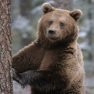 Наводящий страх на поселок Маркова медведь явно сбежал из неволи