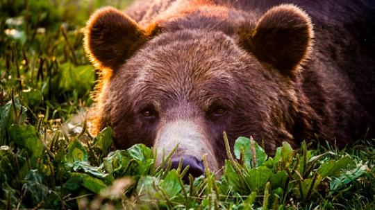 Медведя, державшего в страхе жителей Маркова, застрелил спецназ
