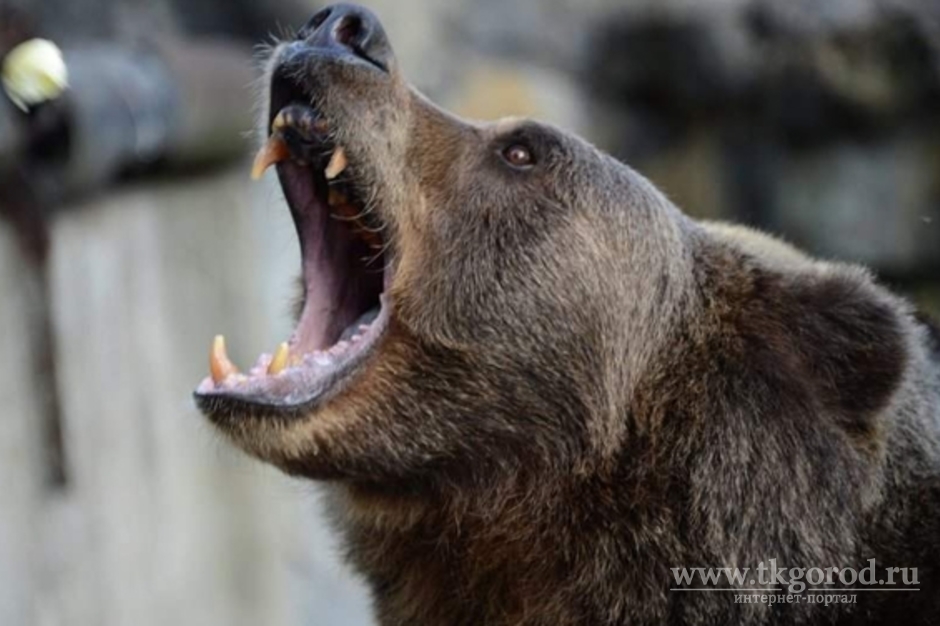 В Тайшетском районе медведь напал на двоих мужчин