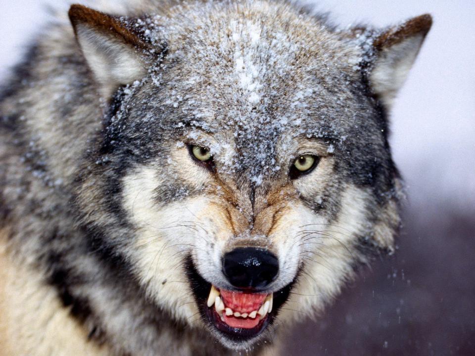В Иркутской области утвердили порядок вознаграждения за добычу волка