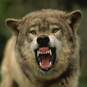 В Прибайкалье возвращено денежное поощрение за добычу волка