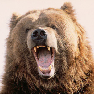 В Тайшетском районе два ягодника отбились от медведя