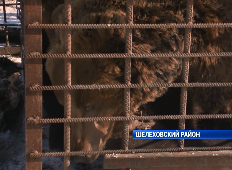 В Приангарье объявлен сбор средств для помощи медведям, которые сейчас умирают в клетках под Шелеховым