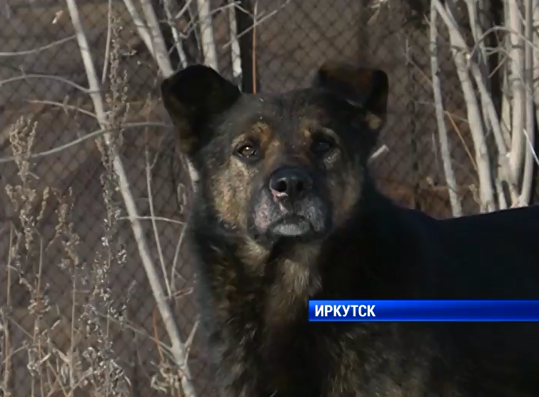 На 15% сократится финансирование, которое выделяется Иркутску для отлова собак