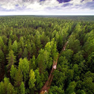 В Иркутской области создадут первый в России объект национального лесного наследия