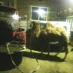 В Иркутской области пожарные и полицейские спасли циркового верблюда
