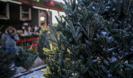 Ёлочные базары заработают в Иркутске с 15 декабря