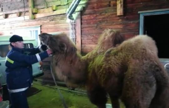 Спасатели 20 километров гнали циркового верблюда в укрытие