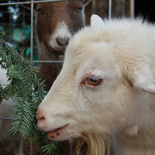 Новогодние елки на корм животным начал принимать иркутский зоосад
