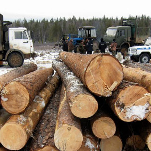 Незаконные рубки леса в Иркутской области сократились на 20 % за год