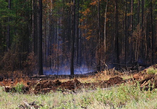 Четыре пожара потушили за сутки в лесах Иркутской области