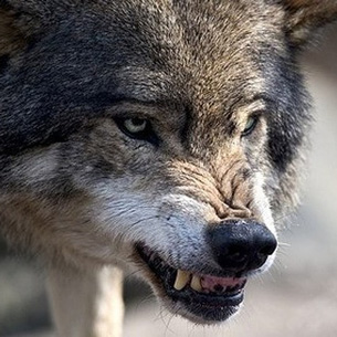 Двух собак загрызли волки в селе Тайшетского района